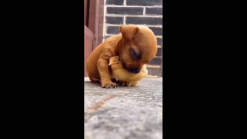 Cut Puppy And Cute Tiny is The best movement