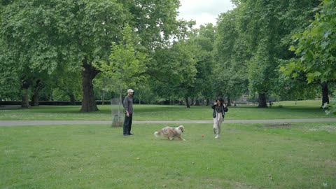 Couple walking with a dog in the park