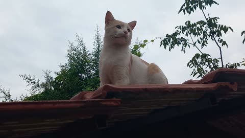 Cat on the roof of the parking lot