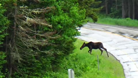 Moose Crossing