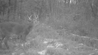 Mature 8pt PA buck