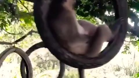 #shorts Funny Animals Videos, Try Not To Laugh #atharvallinone #trynottolaugh #funnyanimals