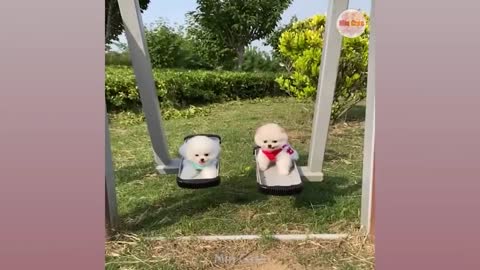 FUNNY AND CUTE ANIMALS -- Tik Tok Chó Phốc Sóc Mini 😍 funny and Cute Pomeranian #168