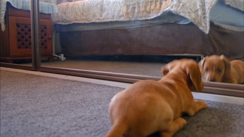 A dog fight with his reflection in the mirror.