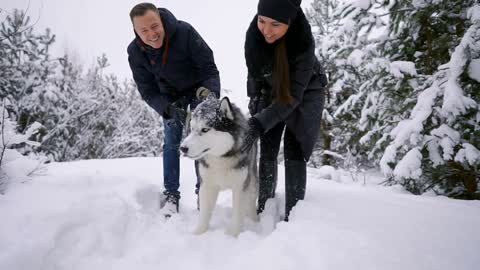 Family portrait of cute happy couple hugging with their alaskan malamute dog licking man's face