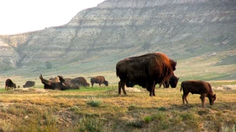 Buffalos- A part of the nature.