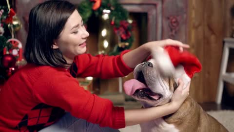 charming asian girl loves and caresses a cute funny bulldog under the Christmas tree