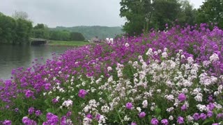 Springtime in Southwestern PA