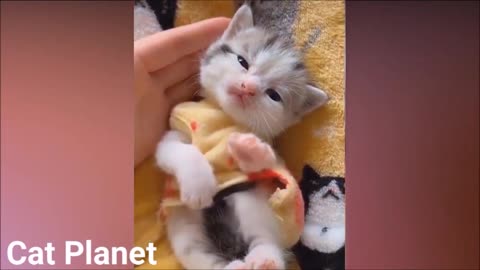 cute kitten saying goodbye to you