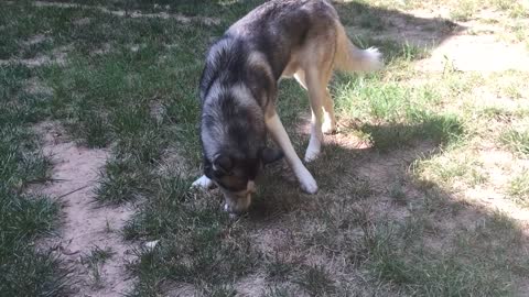 Husky plays with an Egg