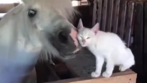 Funny cat and animals videos