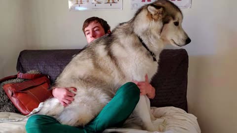 When your Big Dog thinks he's a BABY! 😁