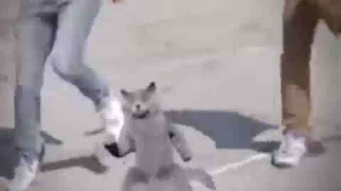 Funny cat dance video