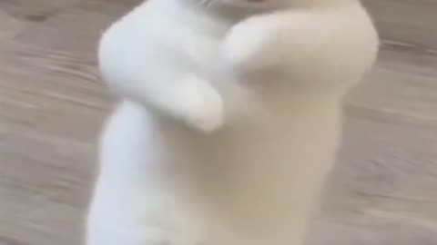 It's funny to see cats dancing