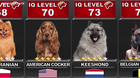 COMPARING THE INTELLIGENCE OF ALL DOGS 🐶 - SMART DOG 2024