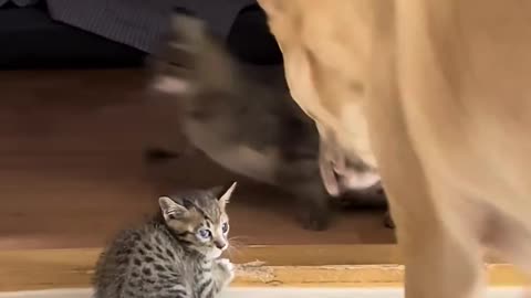 funny dog protect cat