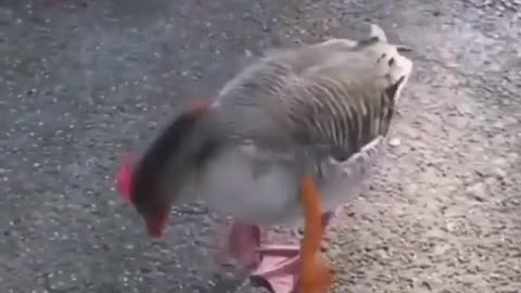 Duck dancing 😍