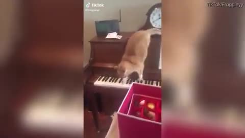 Cat panics after it steps on piano keys in funny video