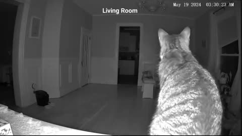 Cat catches bat flying in the house at 3am