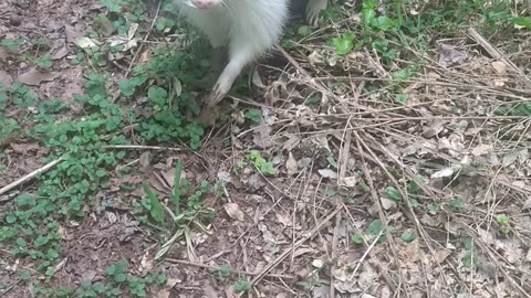 Augusta the Albino Raccoon