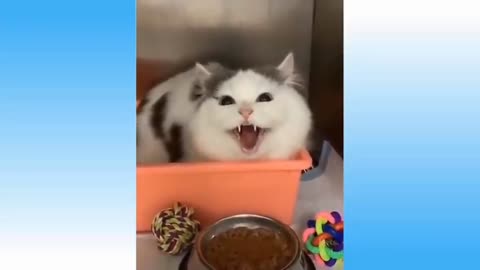 Top Funny Cat Videos Of The Weekly Try Not To Laugh 108