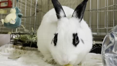 Rabbit eating apples