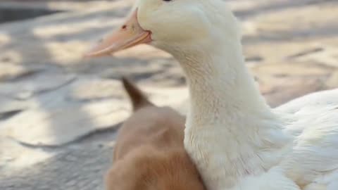 The puppy lost its mother from a young age, and the mother duck is its dependence