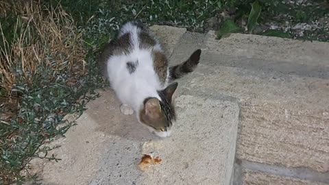 A cute stray cat ate his food and jumped over the fence and left.