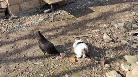 The chickens ate the food of the pregnant cat.