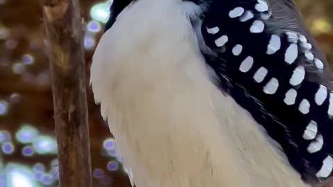 Diamond Firetail Finch Singing birds