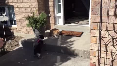 Cat meets dog for the first time (Official Video)