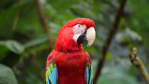 Beautiful feathers parrot