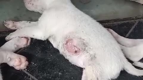 Puppy with worms in his stomach doglover #rescuestraydogs #cat #animals #instastrays