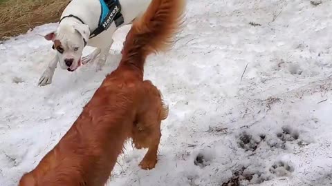 Harvey and Clyde playing with their Golden Retriever friend Max.