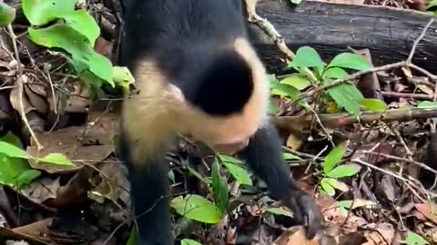 #monkey #animals #trending #youtube #best #shortsviral #shortsfeed #viral