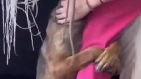 Dog's heartwarming reaction to being rescued..