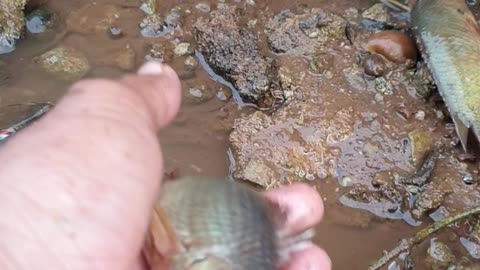 catching fish near the wall