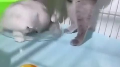 Cat naughty moment |funny baby | funny kitten | funny kitten moment #funnybaby #funnycatmoment #funnykitten 😂😂😂