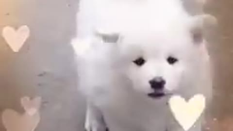 Cute dog