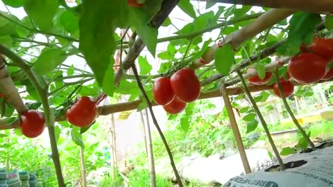 Grow tomatoes for your family with this method, you won't have to buy tomatoes anymore