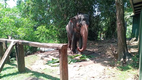 Sri Lanka Elephant | wild elephant | Sri Dalada Maligawa - Kandy