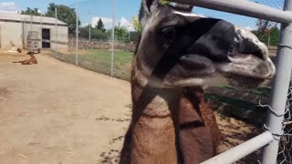 Alpaca family