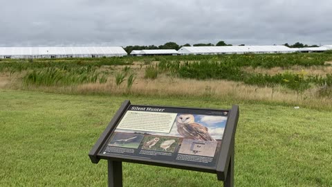 NYC National Parks: Barn Owls @ Floyd Bennett Field (Gateway National Recreation Area)