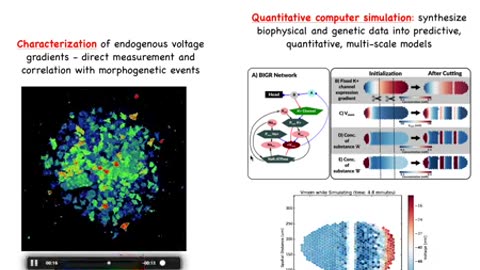 The Bioelectric Basis of Morphogenetic Intelligence: a Roadmap for Cancer Medicine by Michael Levin