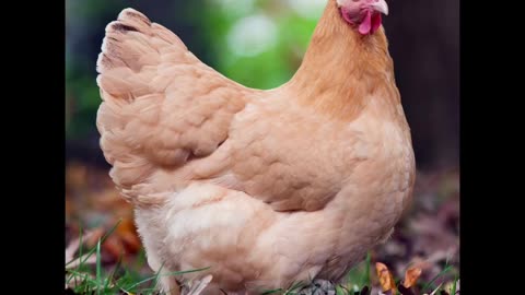 Chicken Breeds for Survival