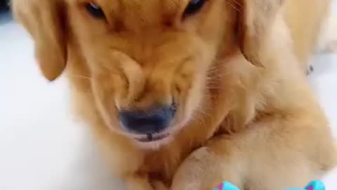 Funny dog reaction 🤣 |2024 best video 📷