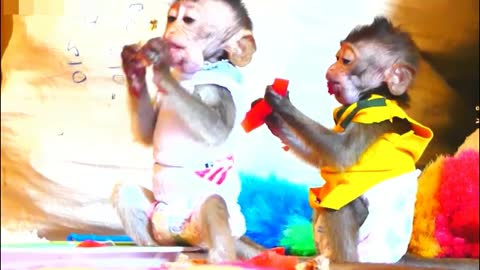 Super Delicious! Lovely and Smart Monkey Eating Watermelon- Adorable Monkeys #008