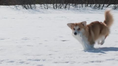 Corgi On Snow