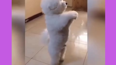 Dancing puppy