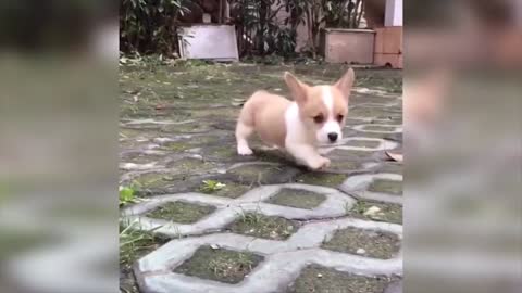 cachorros hermosos jugando